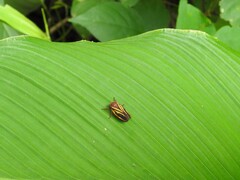 Mahanarva spectabilis