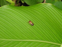 Mahanarva spectabilis