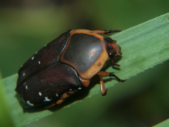 Stethodesma strachani