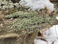 Cladonia peziziformis