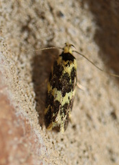 Barea euprepes