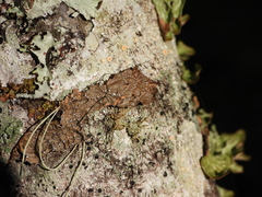 Lobaria anomala