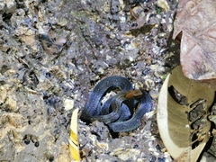 Amastridium veliferum