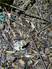 Craugastor megacephalus