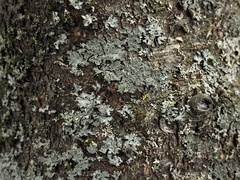 Phaeophyscia rubropulchra