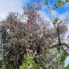 Psittacanthus sonorae