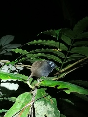 Hafferia zeledoni
