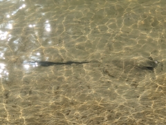 Pastinachus ater