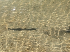 Pastinachus ater