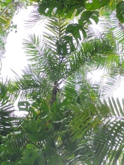 Bactris gasipaes