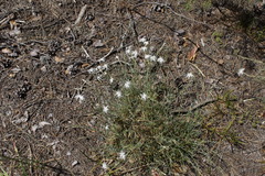 Dianthus arenarius