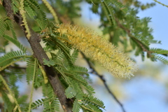 Prosopis affinis