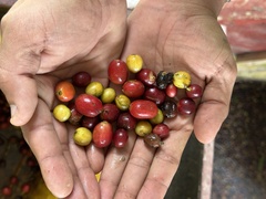 Coffea arabica