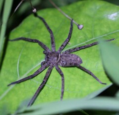 Heteropodinae