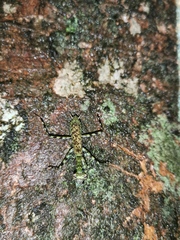 Liturgusa maya