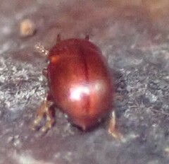 Diaperinae