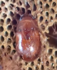 Diaperinae