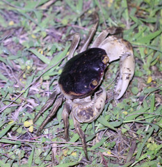 Geograpsus grayi