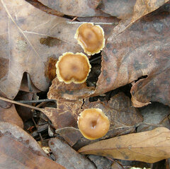 Xeromphalina cauticinalis pubescentipes