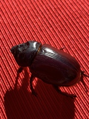 Strategus aloeus