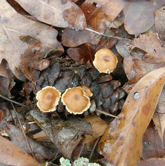 Xeromphalina cauticinalis pubescentipes