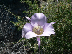 Calochortus macrocarpus