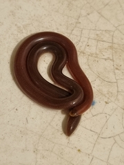 Rhinotyphlops lalandei