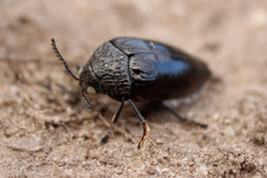 Sternocera orissa variabilis