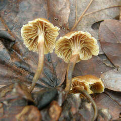 Xeromphalina cauticinalis pubescentipes