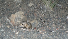 Dipodomys ordii