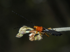 Leuconitocris argyrostigma