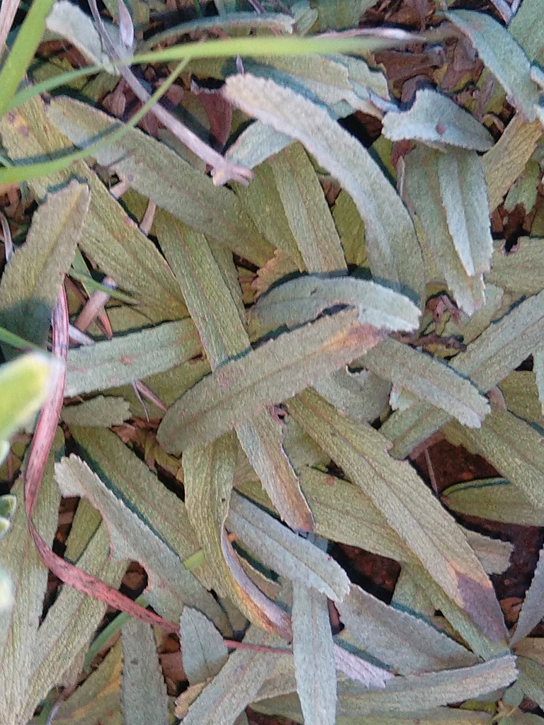 Hermannia lancifolia from Carletonville, 2499, South Africa on December