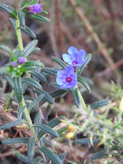 Glandora prostrata lusitanica