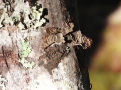Lobaria anomala