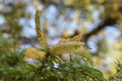 Prosopis affinis