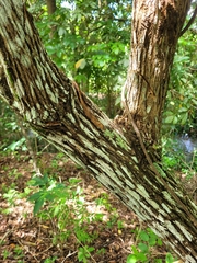 Moquiniastrum polymorphum