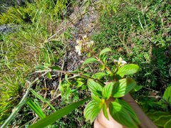 Heterocentron subtriplinervium