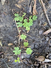 Oxalis corniculata