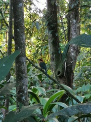 Baryphthengus martii