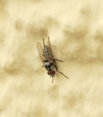 Anthomyia procellaris