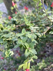 Epilobium canum