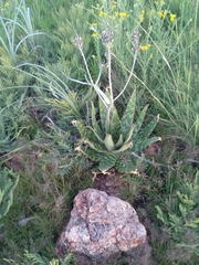 Aloe greatheadii davyana