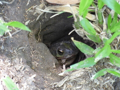 Rhinella dorbignyi