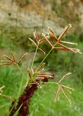 Cyperus longus