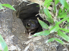 Rhinella dorbignyi