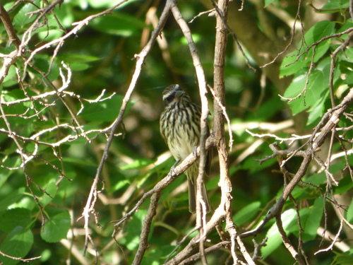 bem-te-vi-rajado (Myiodynastes maculatus)