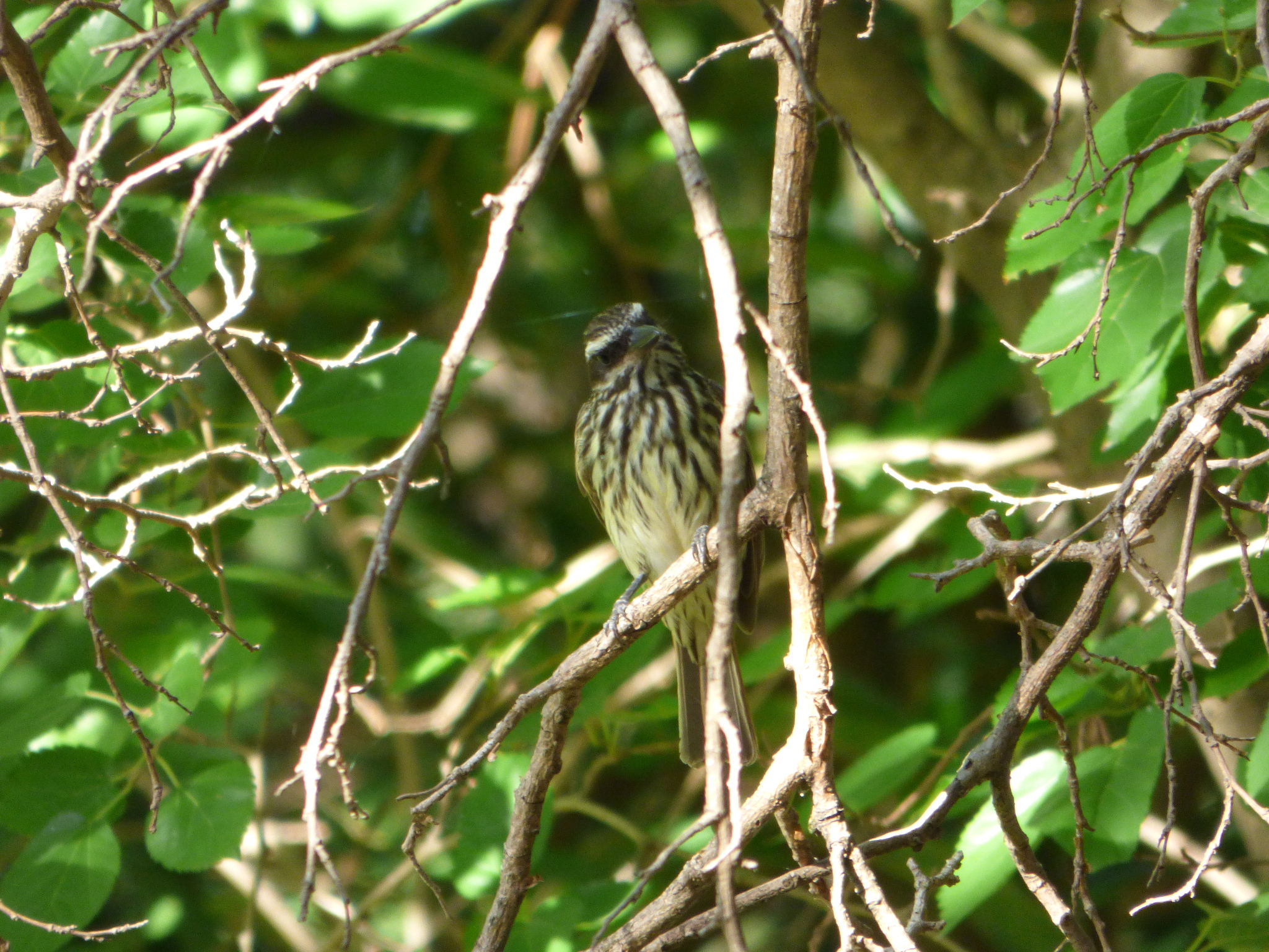 Streaked Flycatcher illustration