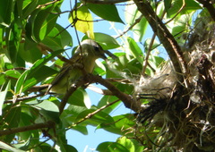 Pachyramphus polychopterus