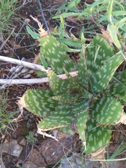 Aloe greatheadii davyana