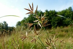 Cyperus longus